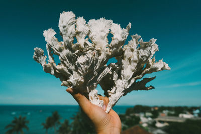 Close-up of hand holding flower against blue sky