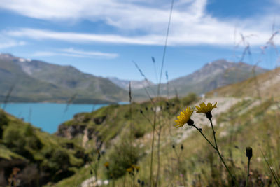 Close-up of yellow flowering plant against sky