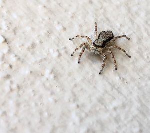 Close-up of spider