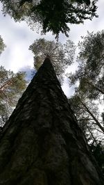 Low angle view of tree against sky