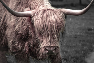 Close-up of highland cow - scottish highland coo