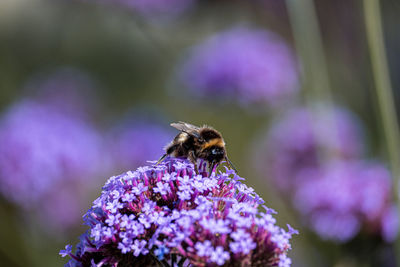 Bee on flowers