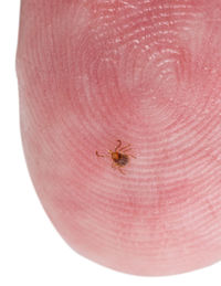 Close-up of insect on hand