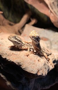 Close-up of lizard on rock