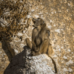 Monkey sitting on rock