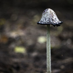 Close-up of mushroom growing outdoors