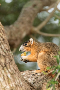 Southern fox squirrel sciurus niger perches in a tree to snack on fruit from a tree in naples