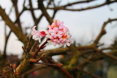 Close-up of cherry blossoms