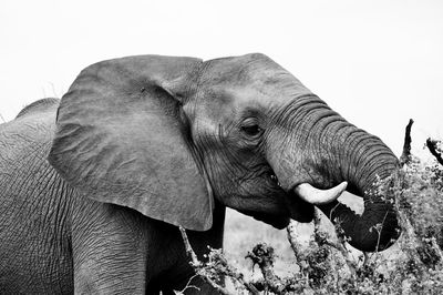 Elephant drinking water