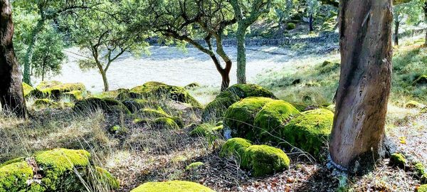 Trees growing in forest