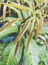 Close-up of green leaves