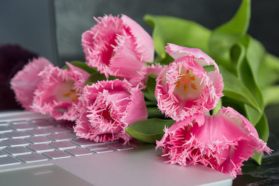 Close-up of pink flowers and laptop on table