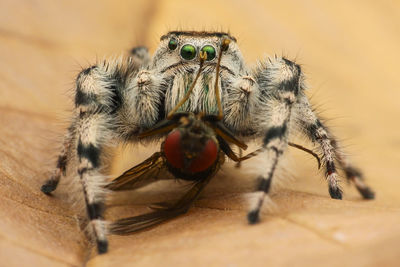 Close-up of spider