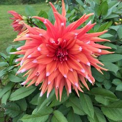 Close-up of red flower