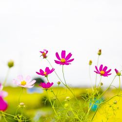 Close-up of pink flowers growing on plant