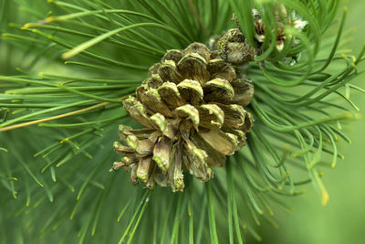 Close-up of pine cone on tree