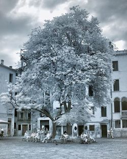 Snow covered tree against sky