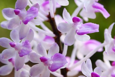 Close-up of purple flowers
