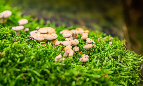 Close-up of mushrooms growing on field