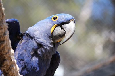 Close-up of parrot perching on branch