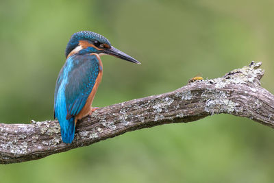 Close-up of bird perching on branch