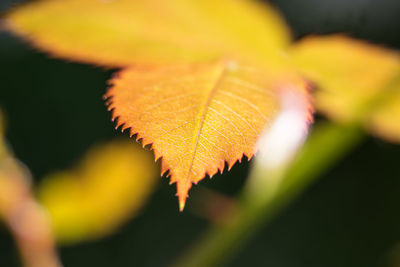 Close-up of autumnal leaves against blurred background