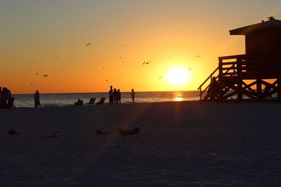 Silhouette of birds on beach at sunset