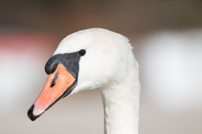 Close-up of swan
