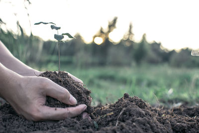 Cropped hands of woman planting seedling on field
