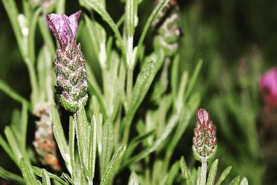 Close-up of fresh purple flower in field