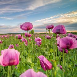 Close-up of pink tulips on field against sky