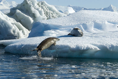 View of birds in sea during winter