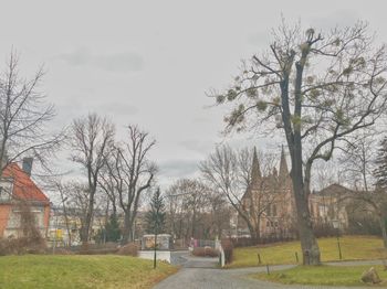 View of trees in park