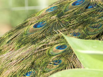 Close-up of peacock