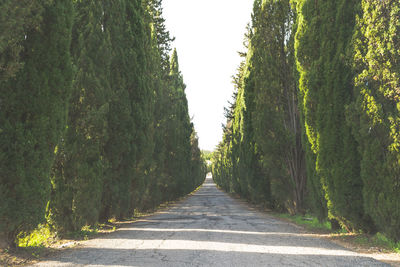 Road amidst trees against sky