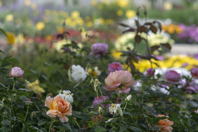 Close-up of pink flowering plants