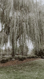 Scenic view of river flowing in forest