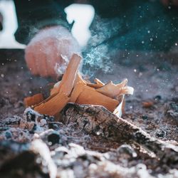 Close-up of crab on ground