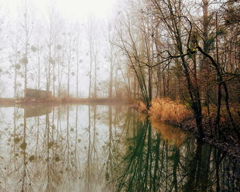 Scenic view of lake in forest