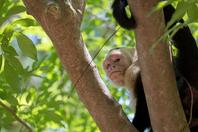 Low angle view of monkey on tree