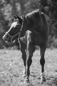 Horse standing in a field