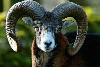 Close-up portrait of animal