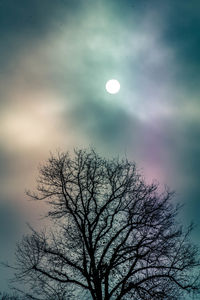 Low angle view of tree against moon in sky