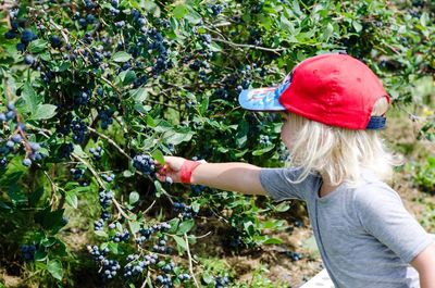 Girl plucking blueberries from plant