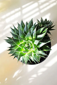 Close-up of succulent plant