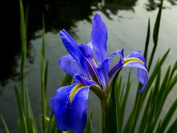 Close-up of purple flowers blooming
