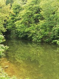 Scenic view of lake amidst trees in forest