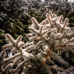 Close-up of pine tree during winter