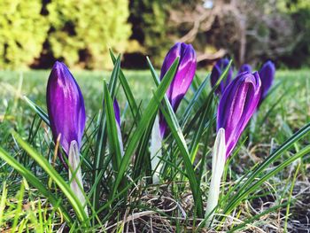 Close-up of pink flowers blooming in field