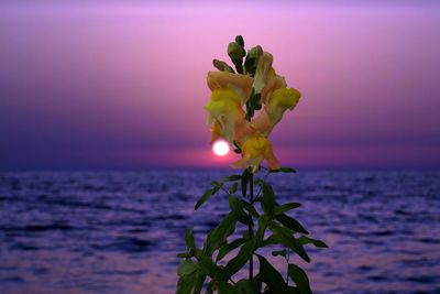 Close-up of flowering plant against sea during sunset